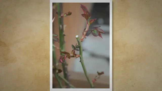 Video thumbnail for Mastering the Art of Rose Pruning: A Step-by-Step Guide to Healthy and Beautiful Blooms