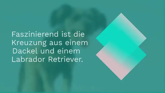 Video thumbnail for Dachsador: Der Labrador Dackel Mix im Portrait (mit Bildern)