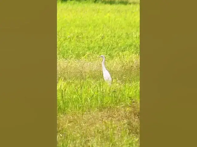 Video thumbnail for White Bird Catch Snail (WB-13) #bird #birds #shortbird #viralbirds