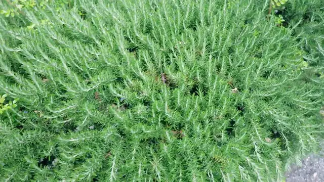 Video thumbnail for Best Flowering Shrubs for Shade