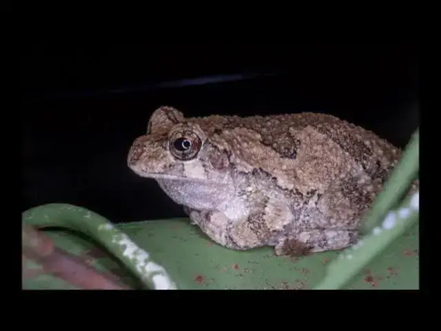 Video thumbnail for Gray Tree Frogs: Cute Climbers or Hidden Danger to Pets and People?