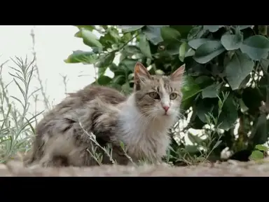'Video thumbnail for how to tell if your cat loves you'