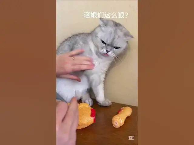 Video thumbnail for Cat nail cutter #foryou #👀🐈👀#instagood