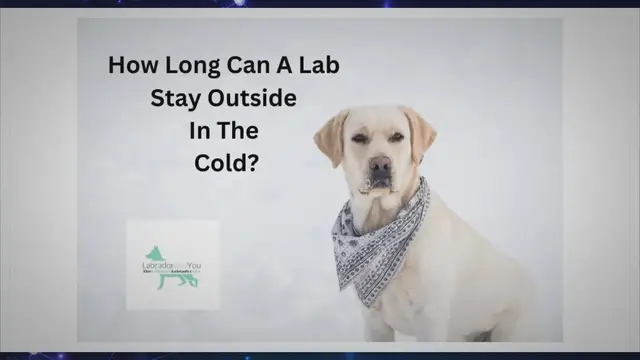 Video thumbnail for How Long Can A Lab Stay Outside In The Cold?