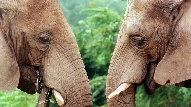 'Video thumbnail for Elephants at Oregon Zoo crush giant pumpkins to celebrate Halloween'