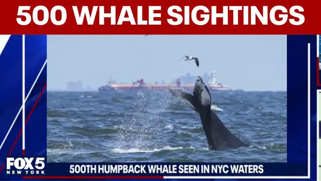 Video thumbnail for 500th humpback whale seen in NYC waters