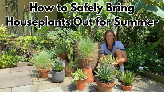 Video thumbnail for Putting Houseplants Outside for Summer: Do's & Do Not's