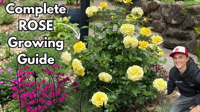 Video thumbnail for ROSES - Best Pruning Technique - Fertilizer - Deadheading - How to Grow