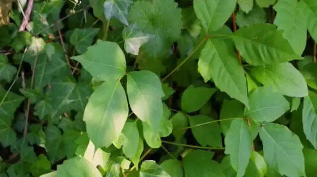 Video thumbnail for Poison ivy season underway as doctors share prevention and treatment tips