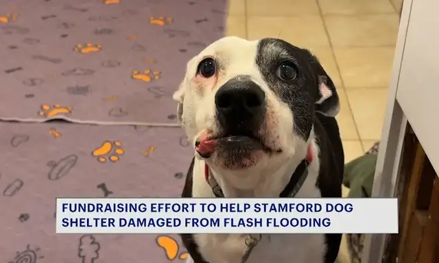 Video thumbnail for Community rallies around Stamford dog sanctuary devastated by July flash flooding