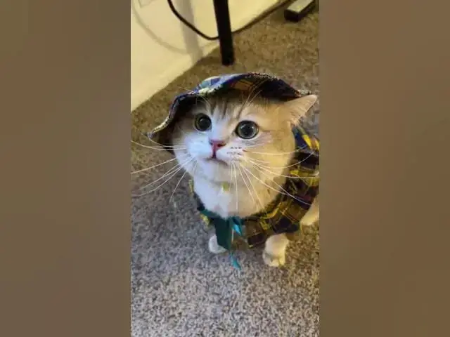 Video thumbnail for cat 65