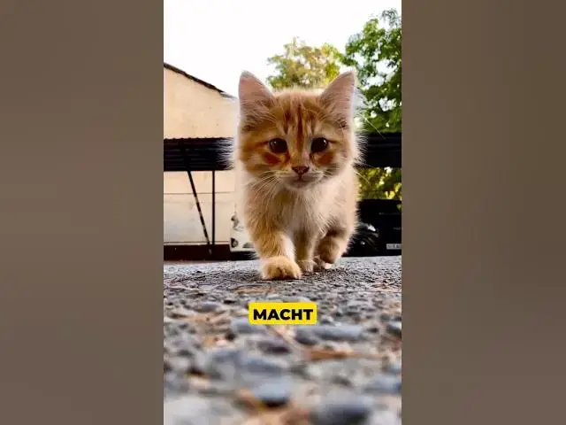 Video thumbnail for Stoische Gelassenheit auf vier Pfoten: Kleine Katze, große Weisheit