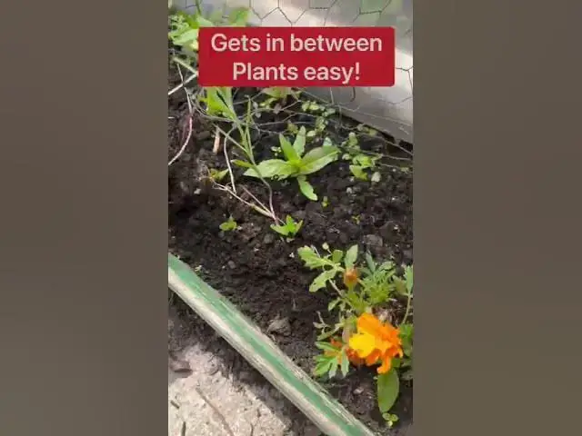 Video thumbnail for My favourite weeding tool: The best one for allotment use!