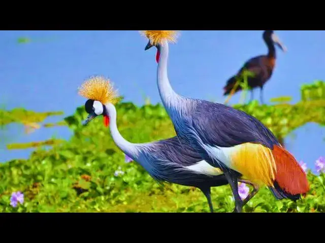 Video thumbnail for Calming Nature Sounds for Stressed-Out Pets