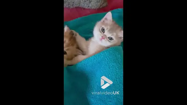 Video thumbnail for VV4966 British Golden Chinchilla kittens lying in a bed