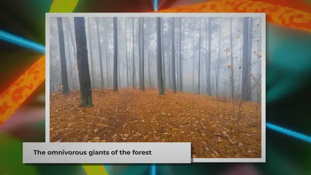 Video thumbnail for Exploring the Intricate Food Web of Black Bears