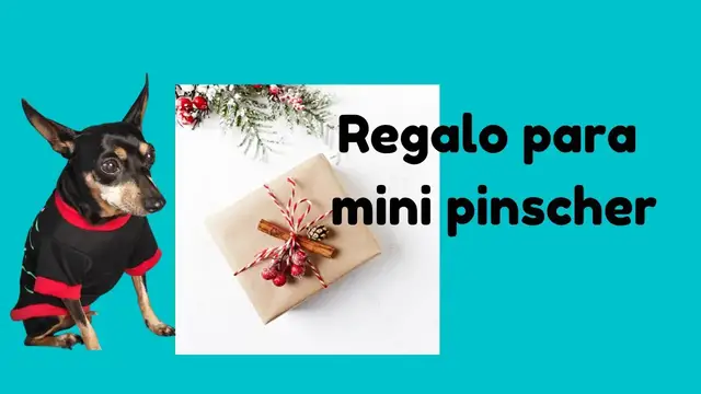 Video thumbnail for El mejor regalo 🎄 para tu mini pinscher 🐕 (Navidad)