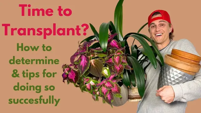 Video thumbnail for Should I Transplant my Houseplant - How to Determine & Tips for Doing so Correctly