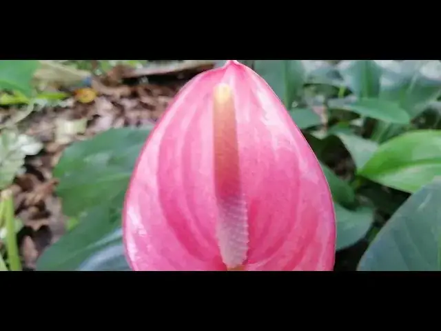 'Video thumbnail for Anthurium Flower'