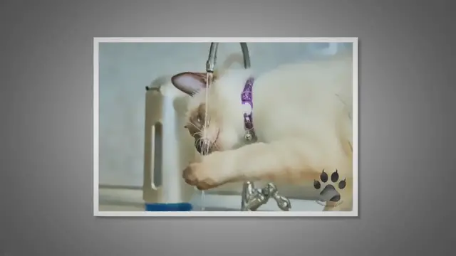 Video thumbnail for What Do Siamese Cats Drink?