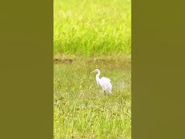 'Video thumbnail for White Bird Catch Snail WB 07 #bird #birds #shortbird #viralbirds'