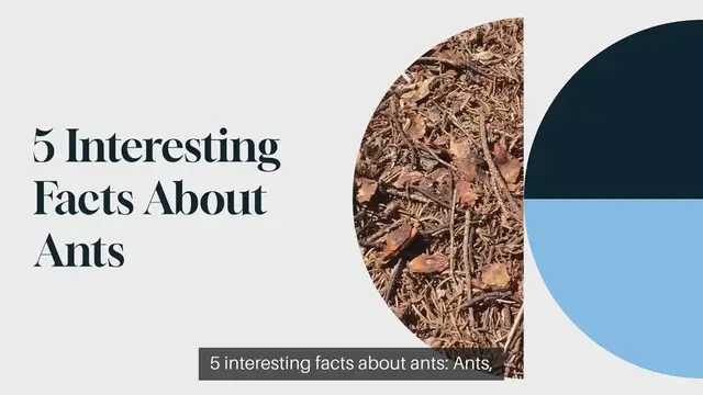 Video thumbnail for 5 interesting facts about ants