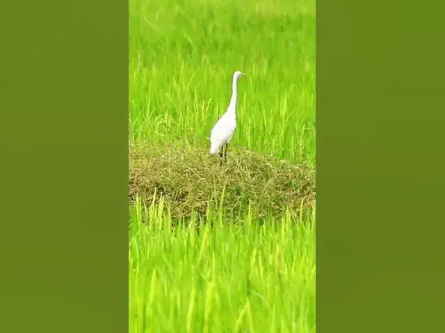 'Video thumbnail for White Bird Catch Snail WB 05 #bird #birds #shortbird #viralbirds'