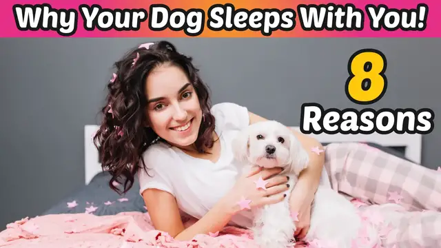 'Video thumbnail for Your Dog Sleeps With You for THESE 8 Surprising Reasons!'