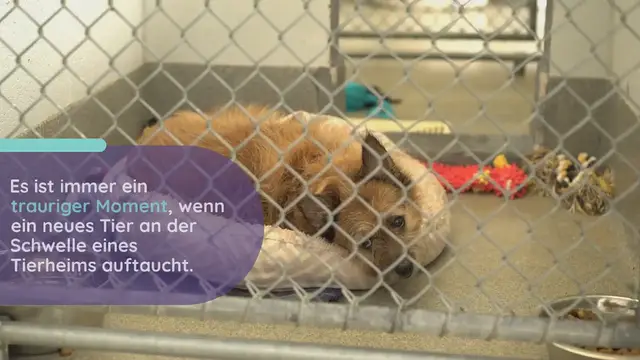 Video thumbnail for 14-jährige Hündin dann erleben darf, geht unter die Haut