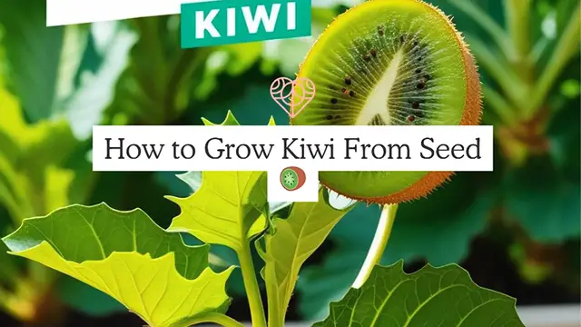 Video thumbnail for How to Grow Kiwi From Seed 🥝