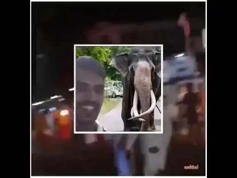 Video thumbnail for when an elephant falls.