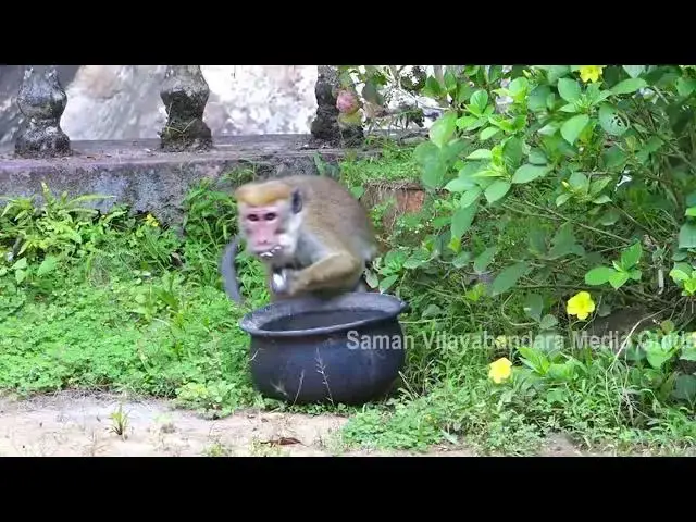 Video thumbnail for Take the pot of rice and cook it