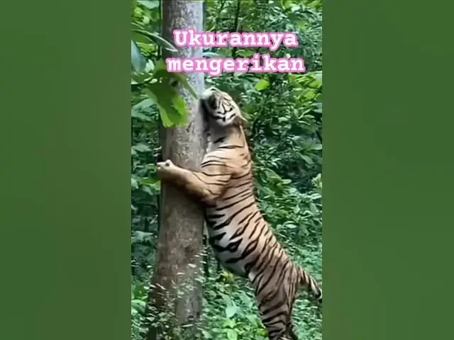 Video thumbnail for HARIMAUmarah