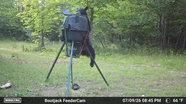 Video thumbnail for Black Bear Falls Off Deer Feeder