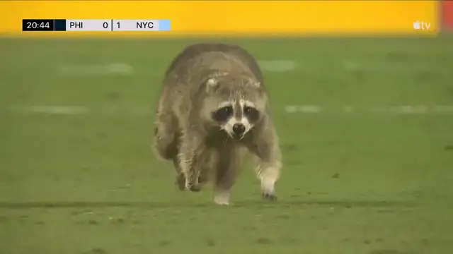 Video thumbnail for stream punk soccer: raccoon stops play in philadelphia union vs nycfc!