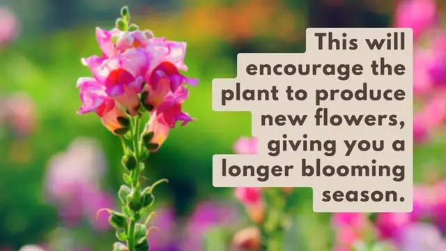 Video thumbnail for Deadheading snapdragons is a great way to encourage more blooms and keep your garden looking its best! 🌸