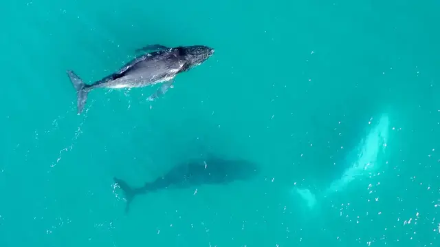 Video thumbnail for Why Do Whales Worldwide Wear Seaweed Hats?