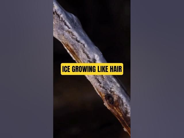 Video thumbnail for Ice Grows Like Hair From Wood #naturelovers