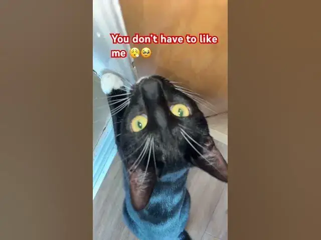 'Video thumbnail for You don’t have to like me 🥹#catlovers #cat#fyp#subscribe #cute#goviral'