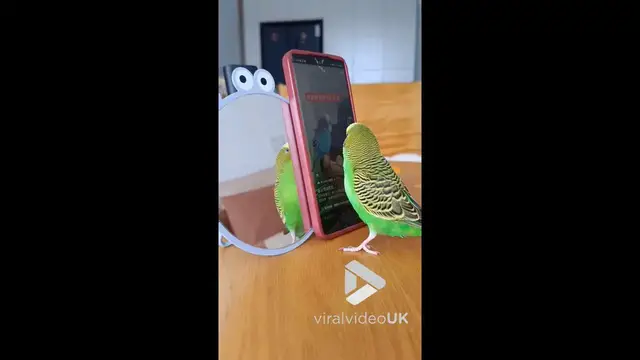 'Video thumbnail for VV5024 Parrot swipes TikTok videos with its claw'