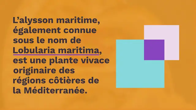 Video thumbnail for Alysson maritime : une fleur comestible à la saveur delicate