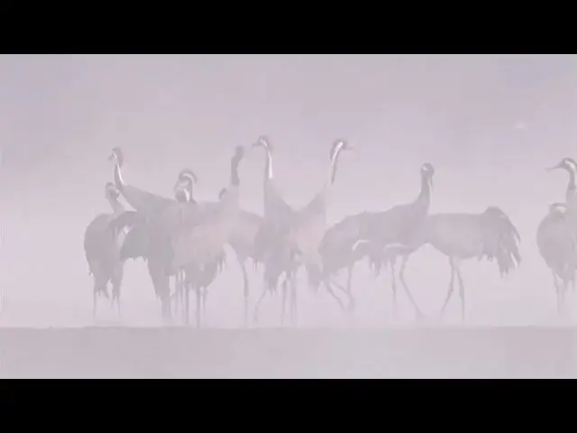 Video thumbnail for KRANICH