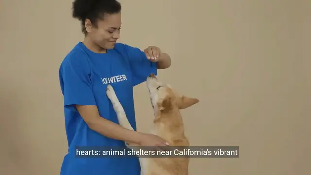 Video thumbnail for Exploring Animal Shelters Near Los Angeles | Rescue, Rehabilitate, and Support