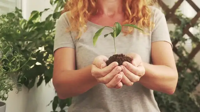 'Video thumbnail for Parlor Palm Propagation'