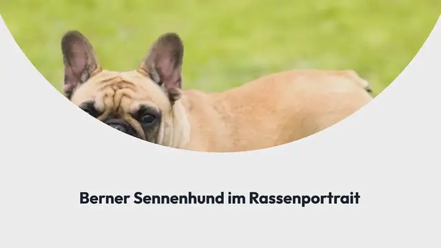 Video thumbnail for Hunderassen mit A bis Z (komplette Liste)