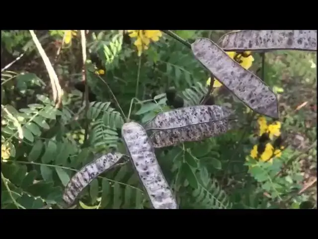 Video thumbnail for Popcorn plant