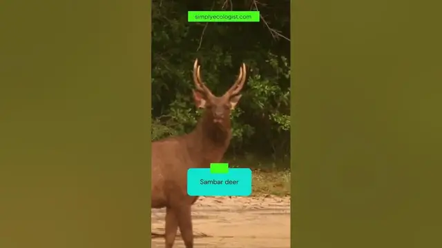 Video thumbnail for Sambar deer, of the largest in the world after elk #shorts