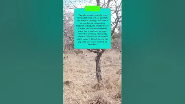 Video thumbnail for Can cheetah climb a tree #shorts