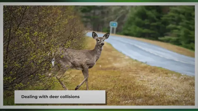 'Video thumbnail for I Hit a Deer But it Ran Off (now what?) - Here's What To Do'