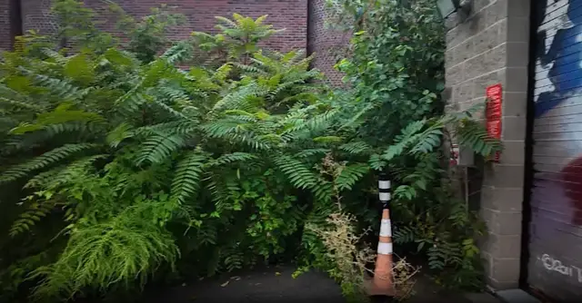 Video thumbnail for Throggs Neck BID steps in to clean up overgrown property impacting neighbor